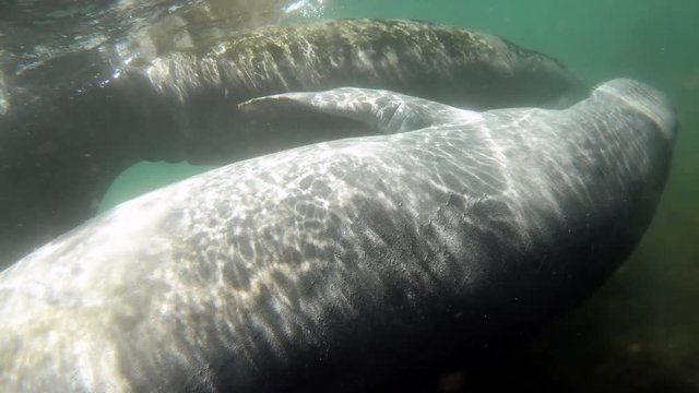 Florida manatees (Trichechus manatus latirostris) swimming underwater at Crystal River in Florida, USA. Wild animal and fauna in the wilderness of the United States of America. Mother and calf swimmin