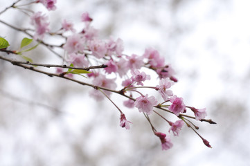 枝垂れ桜