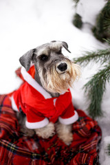 Dog breed Miniature Schnauzer in the winter forest