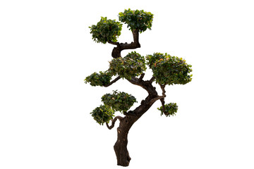 Tako trees bending on isolate white background.