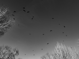 Black birds in the blue sky. Flight of birds in the sky. Birds above the trees