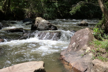 Mountain river in the forest