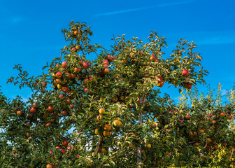 Fototapeta na wymiar Apple tree branches with lots of red apples