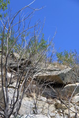 trees on rocks