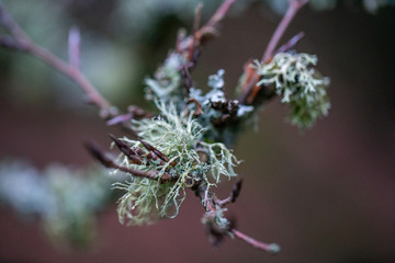 moss on branch, twig