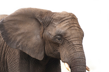 Obraz na płótnie Canvas Head of elephant