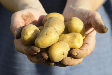 patate da piantare tra le mani di una contadina