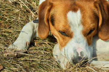 Sad wise beagle