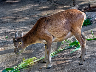 Young moufflon. Latin name - Ovis aries orientalis	