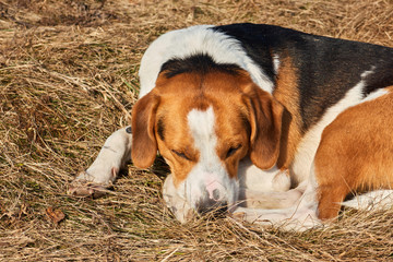 Sad wise beagle