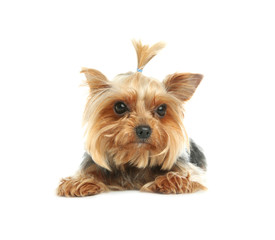 Yorkshire terrier isolated on white. Happy dog