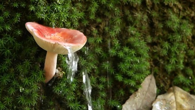Splashing water from mushroom. Closeup of wild mushroom on overgrown trunk with falling clear water. Raining in the forest in autumn