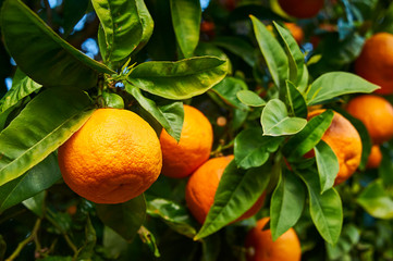 ripe orange mandarine on a branch close up