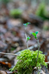 green moss, forest