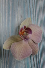 Fototapeta na wymiar Orchid flower lies on a wooden background.