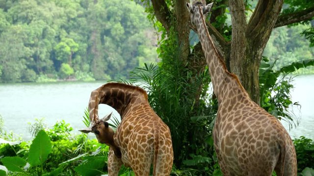 Giraffes in savannah