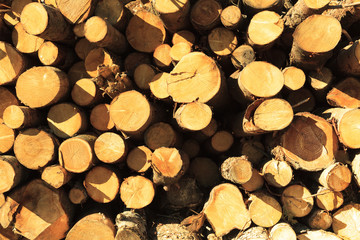 Tronchi tagliati visti di fronte