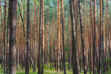 Fototapeta na wymiar Young pine forest