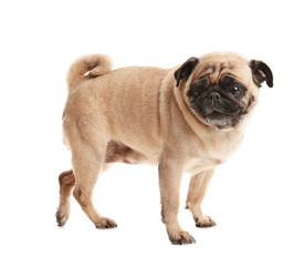 Obraz premium Happy cute pug dog isolated on white