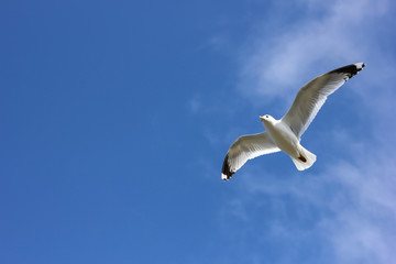 Sturmmöve im Flug