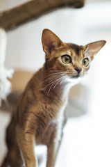 Abyssinian cat looking