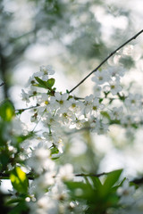 Flowering spring trees with a blurred background