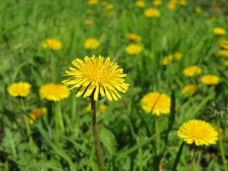 Spring flowers, blooming dandelions on green grass in sunny day. Background for spring season, meadow with wildflowers