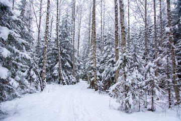 View of winter forest, snowy trees, Nuuksio National Park, Espoo, Finland