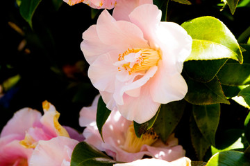 camellia in Melbourne, Australia, dandenong garden.