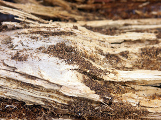 wood and a small chip macro