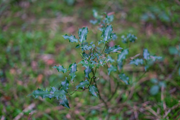 spikey leaf, tree, branch