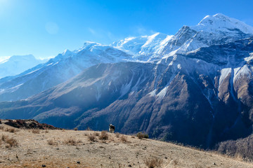 Yak gazing on the harsh slopes of Manang Valley, Annapurna Circus Trek, Himalayas, Nepal, with the view on Annapurna Chain and Gangapurna. Dry and desolated landscape.  High peaks, covered with snow.