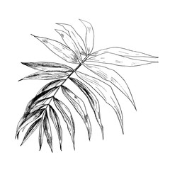 Vector illustration of realistic hand rawn in ink tropical exotic palm tree leaves on white background. Single branch