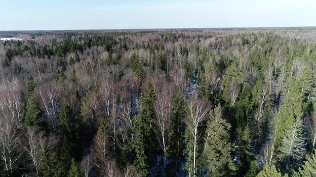 Drone fly over the green forest