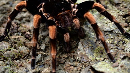 Tarantula