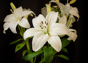 White lilies on black background close-up