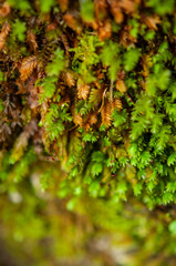 moss, macro