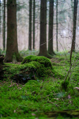 moss on trunk, forest