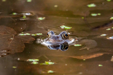 Common Frog Looking Up Out of a Pond