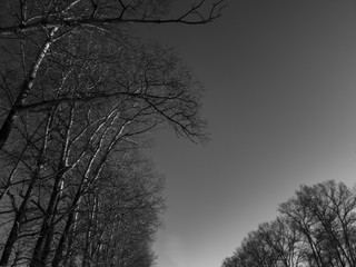 Bare tree branches. The branches are black and white. Black and white photo of bare trees