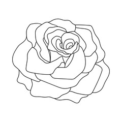 Line art of rose. Black isolated on white.