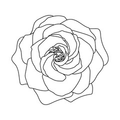 Line art of rose. Black isolated on white.
