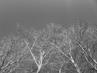 Bare tree branches. The branches are black and white. Black and white photo of bare trees