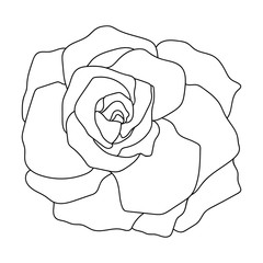 Line art of rose. Black isolated on white.