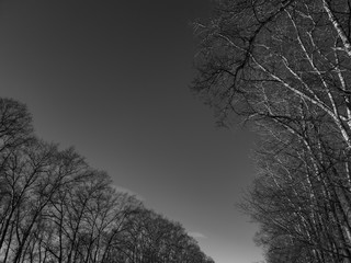 Bare tree branches. The branches are black and white. Black and white photo of bare trees