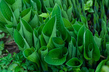 green leaf