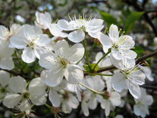Blooming apple tree close-up, white flowers on the branch. Symbol of youth, peace and beauty, spring season background
