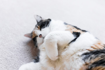 Closeup of calico cat face looking happy lying down on carpet sleepy in home living room with humor paws white fur up smiling