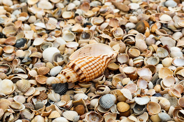 Macro mode. A large beautiful shell lies among the many small shells on the shore