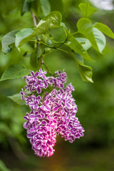 Fototapeta na wymiar Branch of blooming lilac.